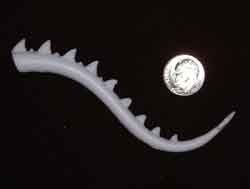 dragon tail.
